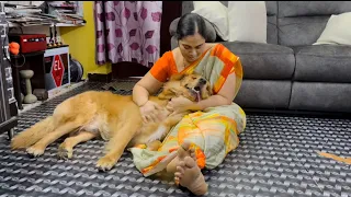 Bubbles Being Jealous For lying on Mom’s Lap 😂😍❤️‍🔥