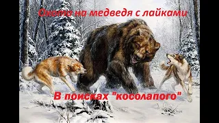 Охота на медведя с лайками весной. В поисках медведя!!!