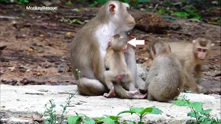 Amusing video!. Rainbow is unhappy cuz little Lucy stole milk from her mother, Libby allow Lucy milk