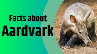 Facts About Aardvark - The Antbear - 2020 Update