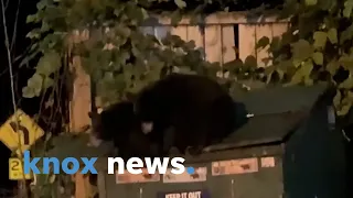 An adorable family of black bears go dumpster diving in Gatlinburg