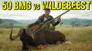 50 BMG vs Black WILDEBEEST | Chaotic Confusion
