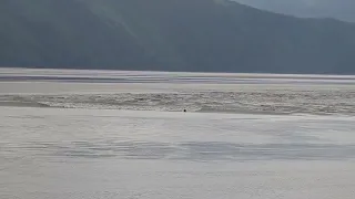 Tidal Bore + Surfer in Alaska