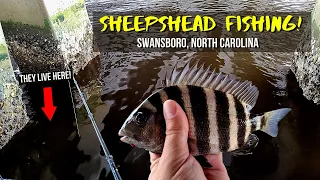 How to Target Sheepshead on Bridge Pylons - Coastal Fishing in Swansboro North Carolina