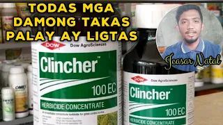 Clincher Herbicide 100EC | Pamatay sa damong may buko | 18 days after seeding
