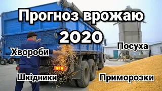 Прогноз врожаю 2020. Рекордний експорт зерна. Як вигідно продати зерно?