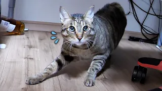 【異変】飼い主が大好きなはずの猫が、近づいただけで恐怖でビビってしまうようになりました…