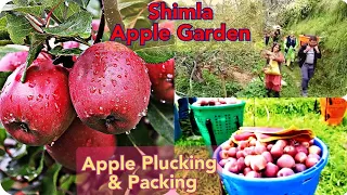 🍎Shimla Apple Garden Kotkhai /Apple Farm Shimla / Apple Orchard Of Shimla India / Priya Evergreen