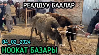 Ноокат Мал Базар Реалдуу Баалар / 04_02_2024