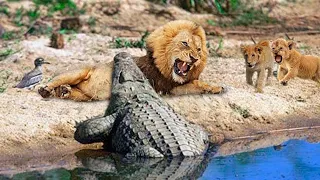 Tragic of Lion! Lion Risked Their Lives When Crossing The River Due To Crocodile Ambush Attack