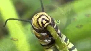 Butterfly Life Cycle.wmv