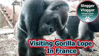 Visiting Lope's New Home In France - Gorilla Camp Zoo du Bassin d'Arcachon, France