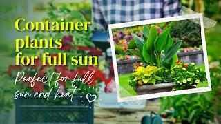 Container plants for full sun  🌼 These Stunning Container Plants Can Take the Heat! ✅