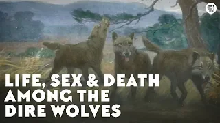 Life, Sex & Death Among the Dire Wolves