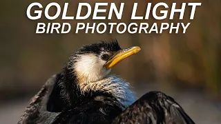 Golden Light Bird Photography | Canon EF 100-400 II & 1DX II