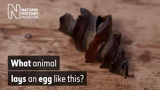 What animal lays spiral-shaped eggs? | Natural History Museum