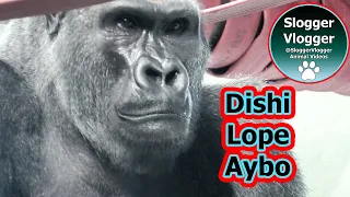 Gorilla Lope And Aybo Learn Silverback Dishi's Dining Etiquette!