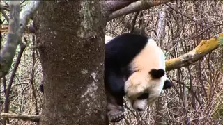 Pandas In The Wild - Wildlife Animal Documentary