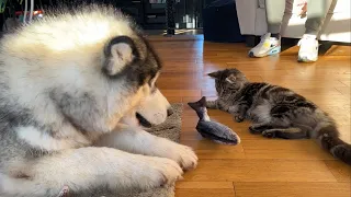 Giant Husky And Cat React To Fish! They Don't Know What To Do!!