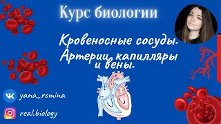 Кровеносные сосуды: артерии, капилляры и вены