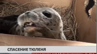 Спасение тюленя. Новости. 15/05/2017. GuberniaTV