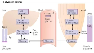 Il fabbisogno glucidico (di carboidrati)