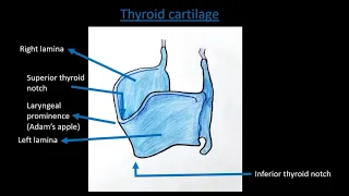 Larynx | Cartilages of Larynx | Larynx part - 1