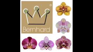 💙💛BERNHARD🌸Найбільший КАТАЛОГ ОРХІДЕЙ🌸The largest catalog of orchids #bernhard #phalaenopsis