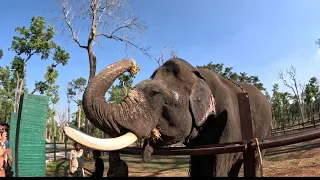 Mathigodu Elephant Camp I Tourist Attraction in Coorg I Best Interaction with Elephants I