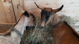 Курица застряла под досками и просидела там неделю!!! Постепенно меняю корма