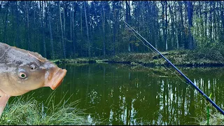 CARP FISHING / PIKE CHASED THE CORN