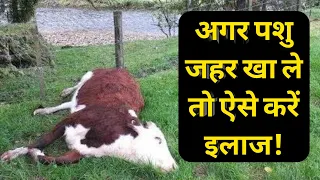 अगर कोई पशु जहर खा जाए तो ऐसे करे इलाज |Poison Treatment in Cattle