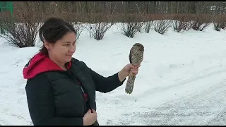 Видеолекции о птицах: Ястреб-перепелятник