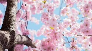 Beautiful Cherry Blossom Relaxing music Background