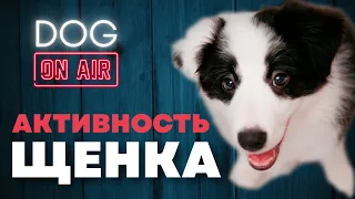 Разбираю активность щенка 🎙️ Покусы,  игра,  охота и многое другое! 🐕