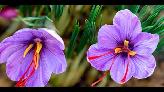 ⭐️  You Can Grow Your Own Saffron! ⭐️