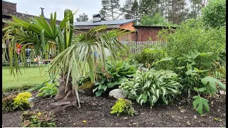 Nr. 6 Cold hardy palm trees, bananas and bamboos in Estonia zone 5