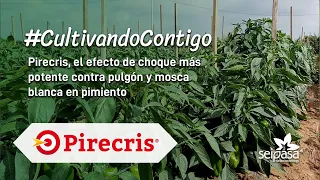 El efecto de choque más potente contra pulgón y mosca blanca en pimiento | Pirecris