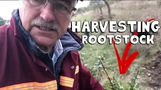 How to Harvest Rootstock for your Orchard the Easy Way