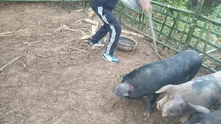 Easiest way to kill a pig with a spear.