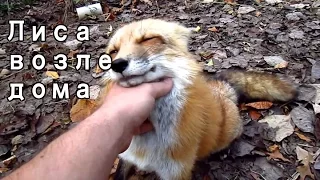 ЛИСА ВОЗЛЕ НАШЕГО ДОМА - fox in our backyard