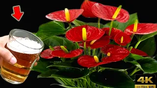 Pour 1 Cup!  Anthurium Blooms Many Beautiful Flowers| love garden
