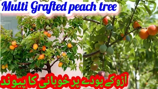 Peach Tree Grafting || Apricot Grafting Onto Peach Rootstack || Multi Grafted peach tree