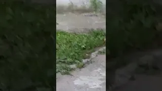 Крысы в Петрозаводске