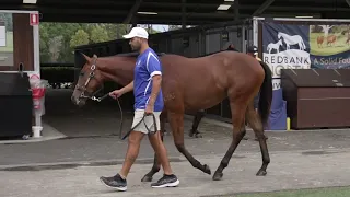 Hellbent x Foxy Miss | 2023 Inglis Classic Yearling Sale