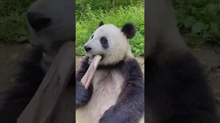What do pandas eat other than bamboo | what does bamboo taste like to pandas