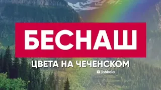 Беснаш цвета