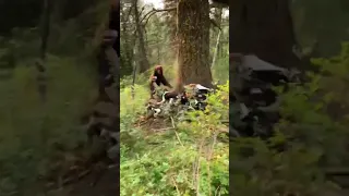 Ever seen dogs chasing a bear??? No animals were harmed! #hunting #bears #hunter #dogs #superbowl