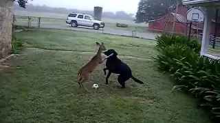 Dog versus Deer ORIGINAL