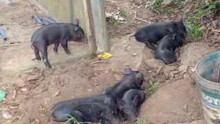 Tamang pag aalaga ng native pigs